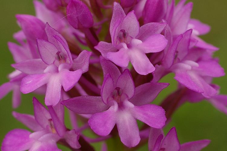 Anacamptis pyramidalis.