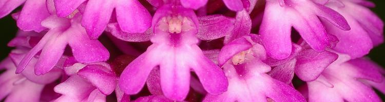 Anacamptis pyramidalis.