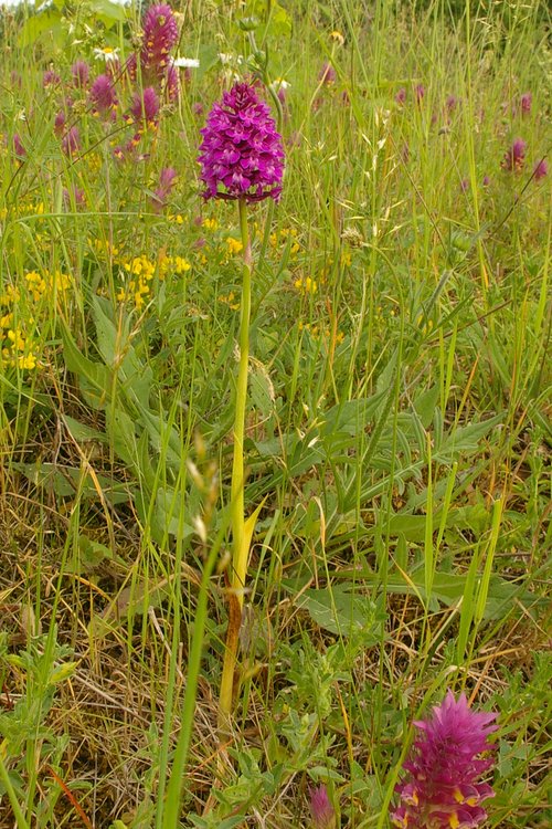 Anacamptis pyramidalis.