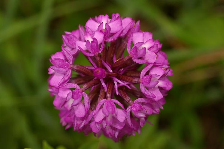 Anacamptis pyramidalis.