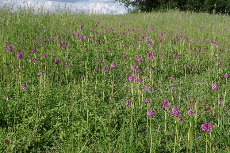 Anacamptis pyramidalis.