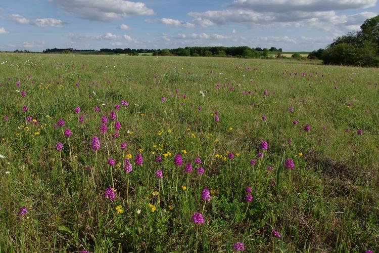 Anacamptis pyramidalis.