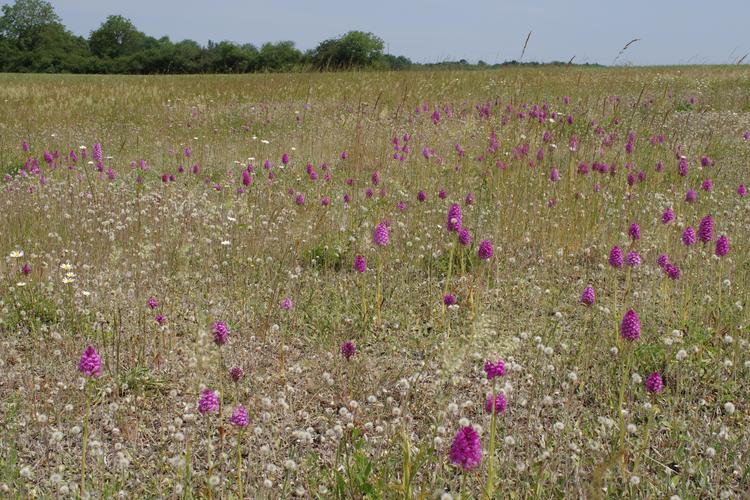 Anacamptis pyramidalis.