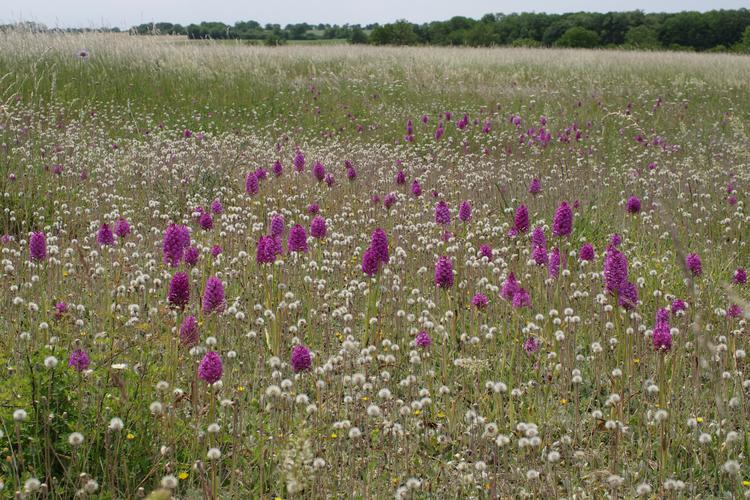 Anacamptis pyramidalis.