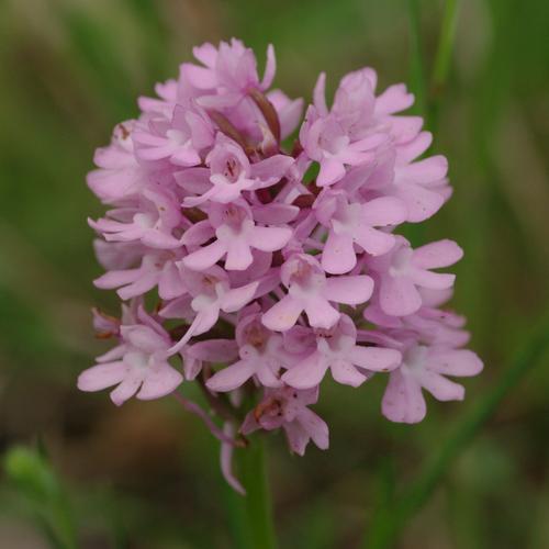 Anacamptis pyramidalis.