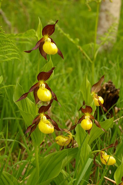 Cypripedium calceolus.