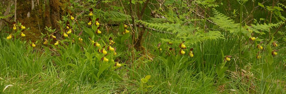 Cypripedium calceolus.