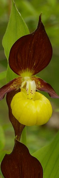 Cypripedium calceolus.