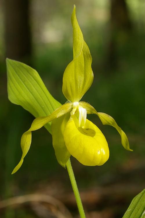 Cypripedium calceolus.