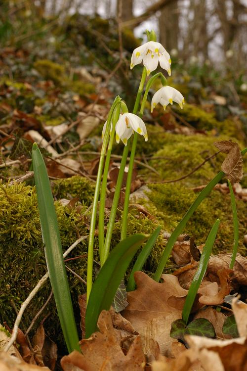 Leucojum vernum.