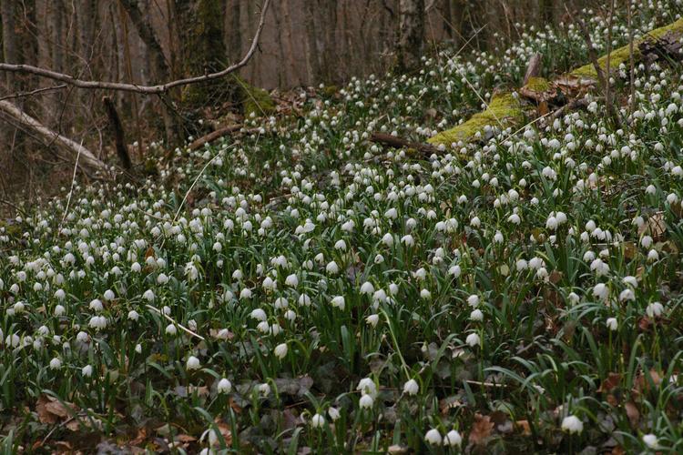 Leucojum vernum.