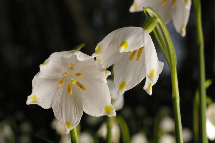 Leucojum vernum.