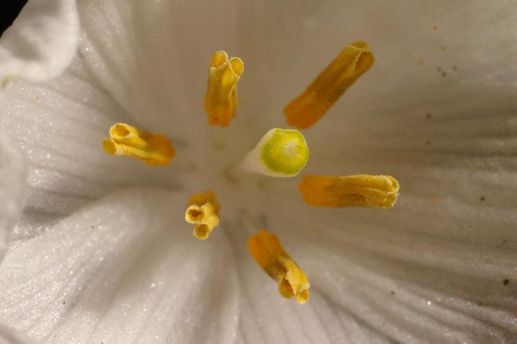 Leucojum vernum.