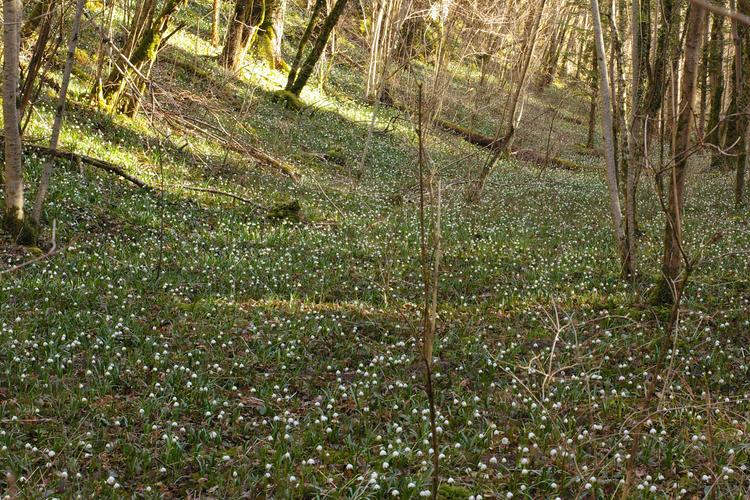 Leucojum vernum.