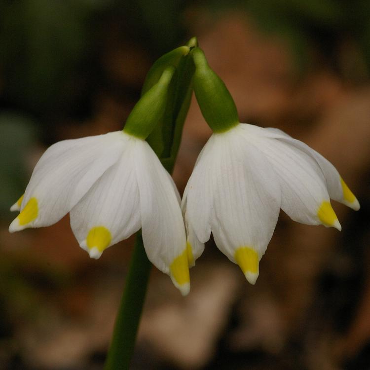 Leucojum vernum.