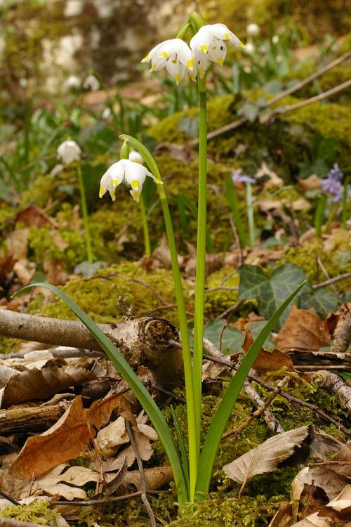 Leucojum vernum.