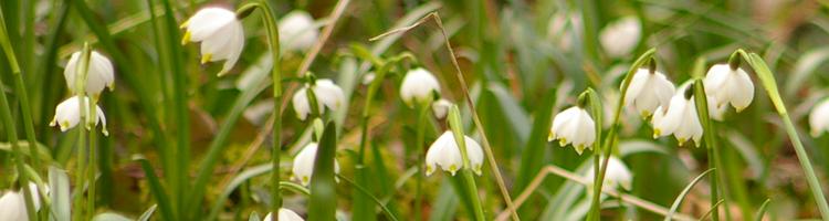 Leucojum vernum.