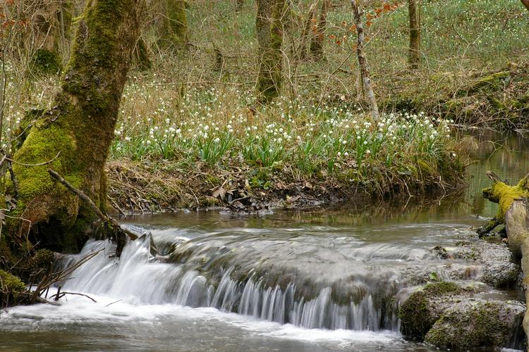 Leucojum vernum.