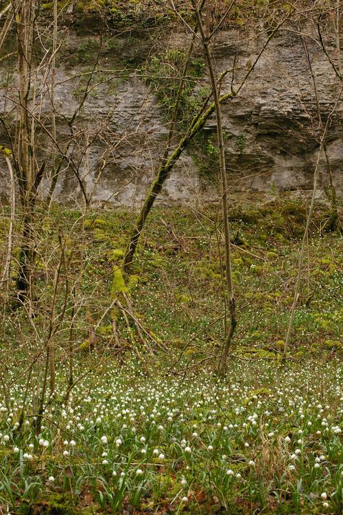 Leucojum vernum.