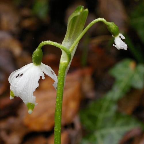 Leucojum vernum.