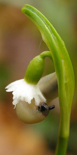 Leucojum vernum.