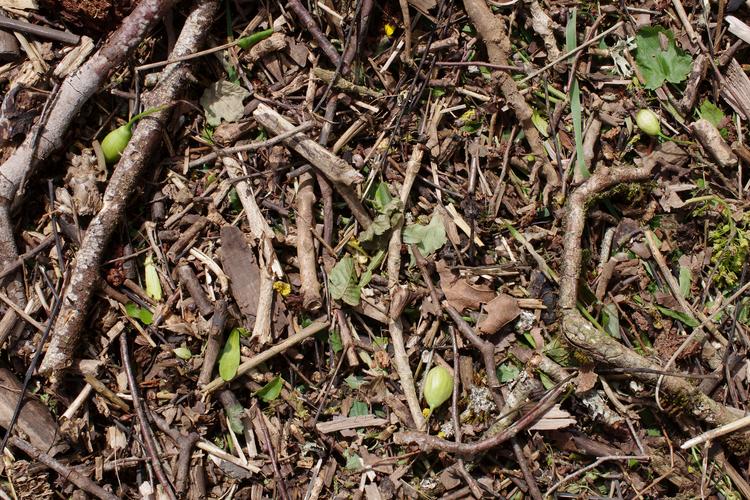 Leucojum vernum.