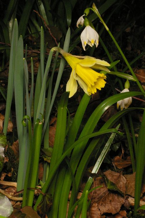 Narcissus pseudonarcissus.