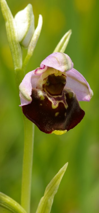 Ophrys fuciflora.