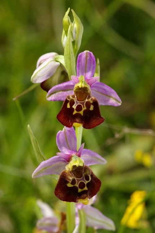 Ophrys fuciflora.