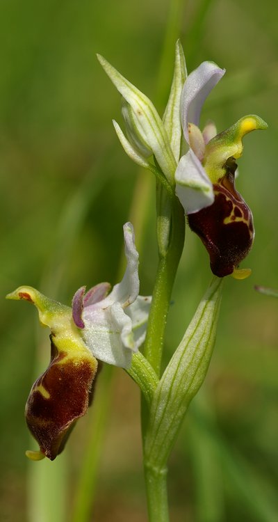 Ophrys fuciflora.