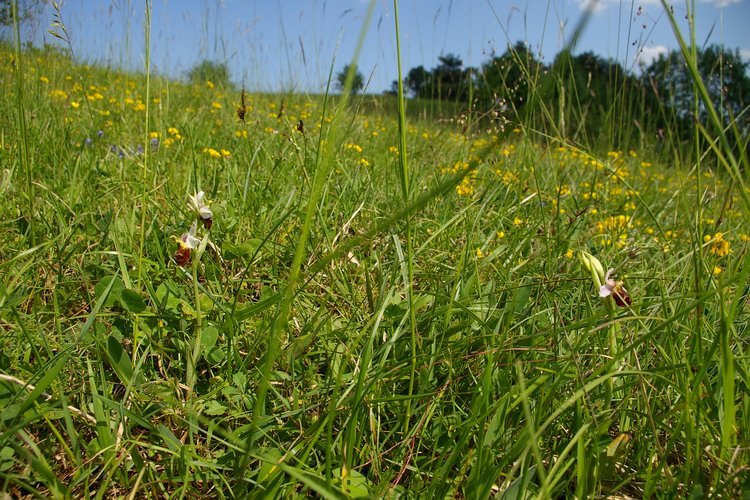 Ophrys fuciflora.