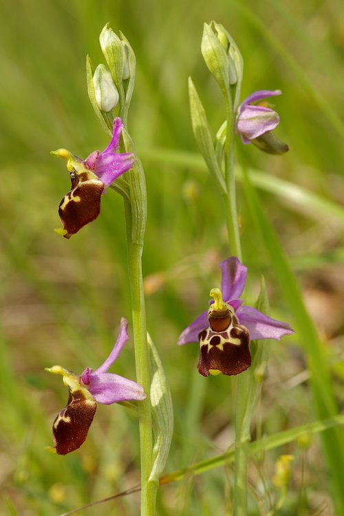 Ophrys fuciflora.