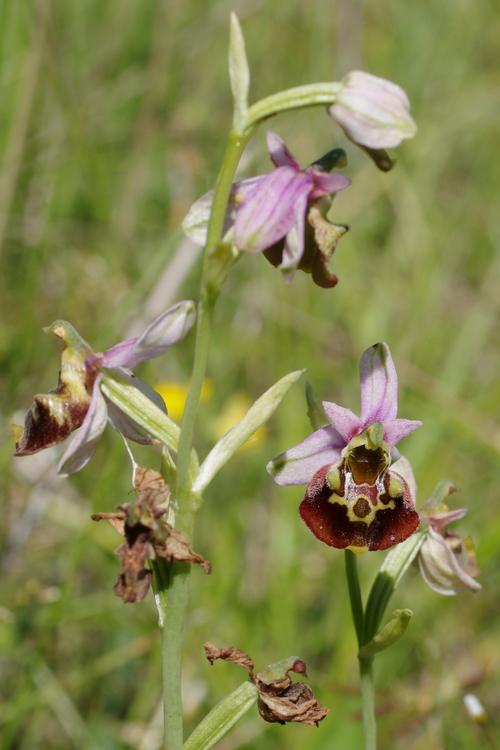 Ophrys fuciflora.