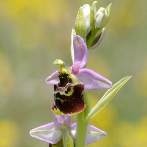 Ophrys fuciflora.