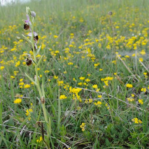 Ophrys fuciflora.