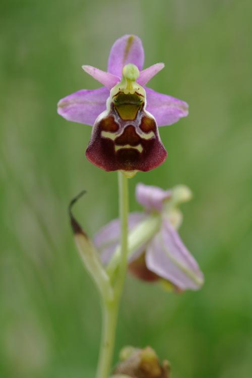 Ophrys fuciflora.