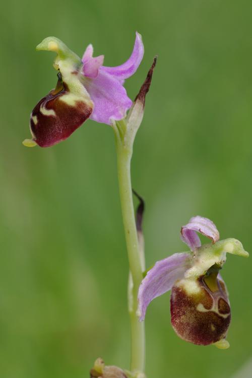 Ophrys fuciflora.