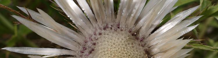 Carlina acaulis.