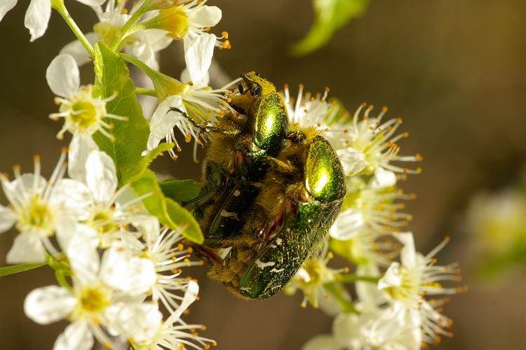 Cetonia aurata.