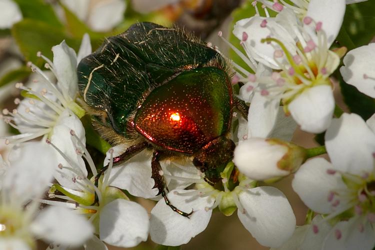 Cetonia aurata.