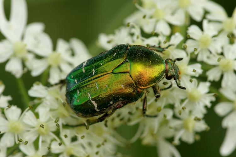 Cetonia aurata.