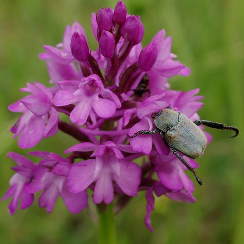 Hoplia argentea.