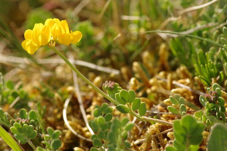 Coronilla minima.