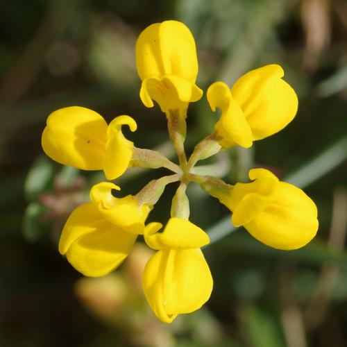 Coronilla minima.