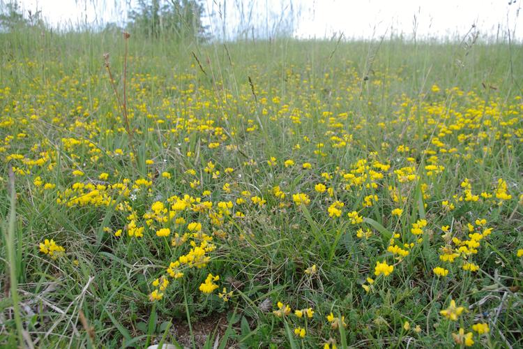 Coronilla minima.