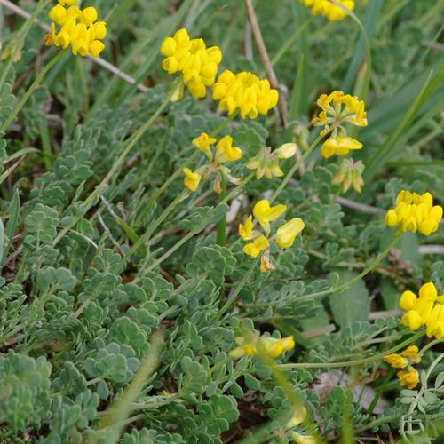 Coronilla minima.