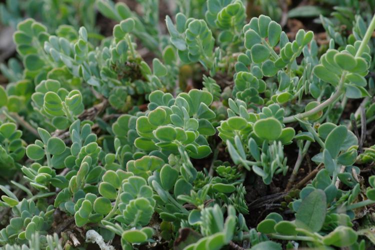 Coronilla minima.