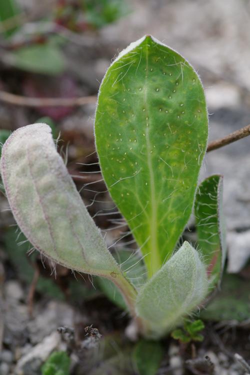 Trioza proxima.