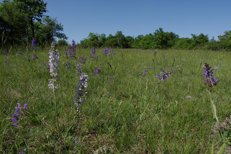 Salvia pratensis.