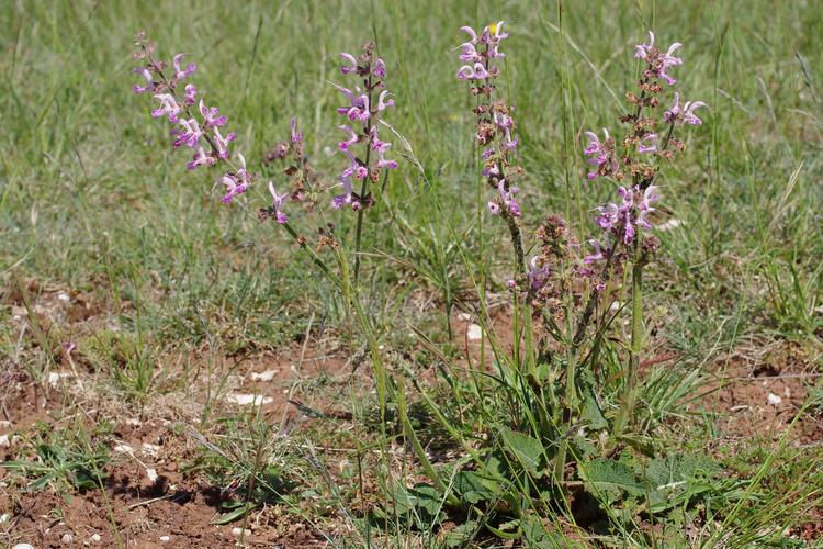 Salvia pratensis.